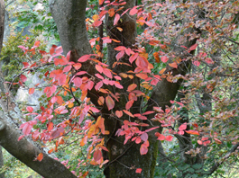 紅葉