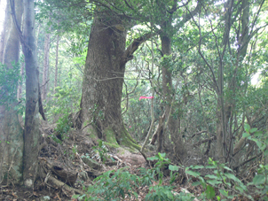 登山道