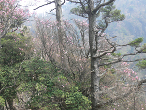 山頂付近