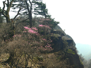 山頂付近