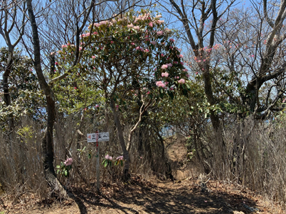 シャクナゲ