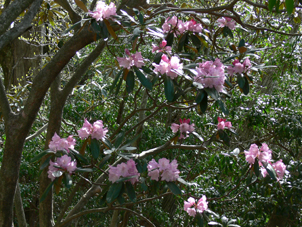 石楠花