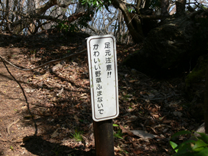 カタクリ