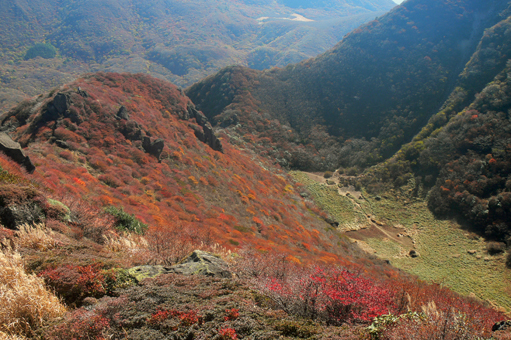 紅葉