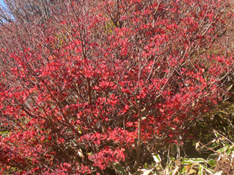 紅葉
