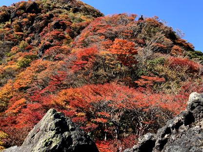 kouyou 