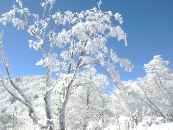 霧氷