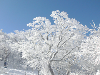 霧氷