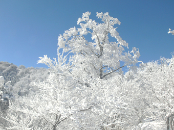 霧氷