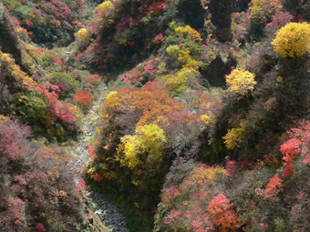 紅葉