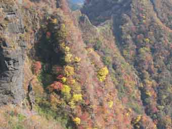 紅葉