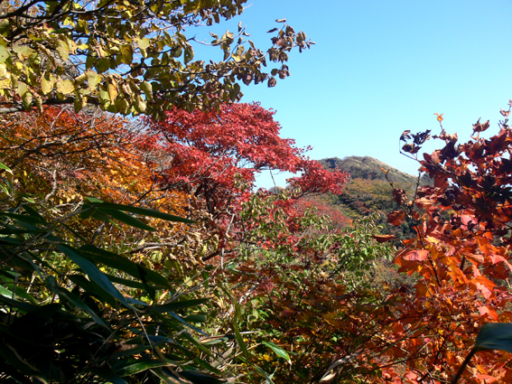 紅葉