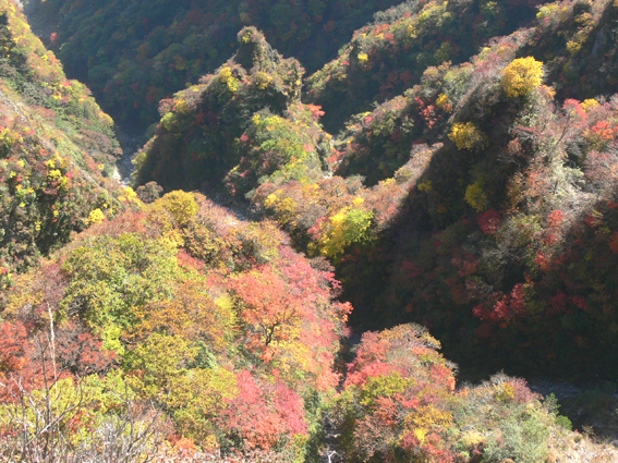 紅葉
