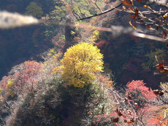 紅葉