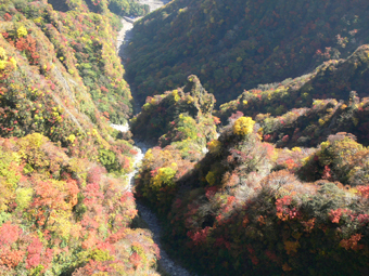 kouyou 