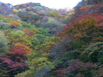 紅葉