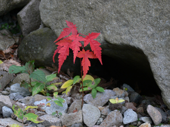 紅葉