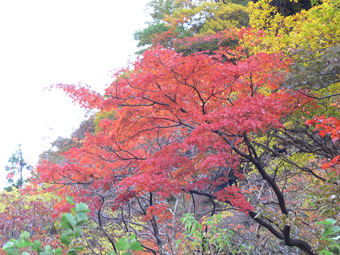 紅葉