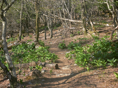 登山道
