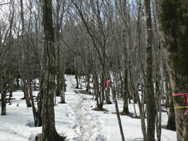残雪