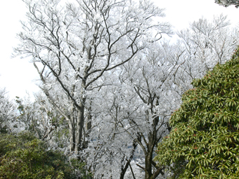 霧氷