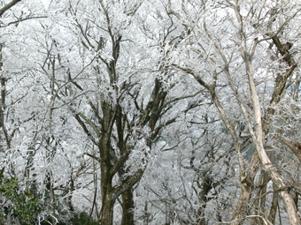 霧氷