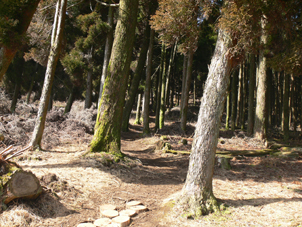 登山道