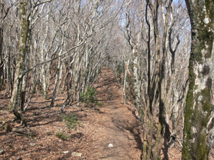 登山道