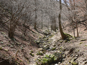 登山道