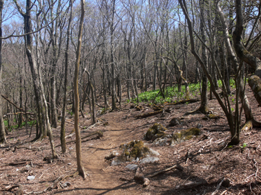 登山道