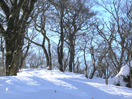 雪