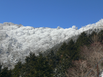 樹氷