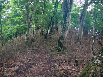 登山道