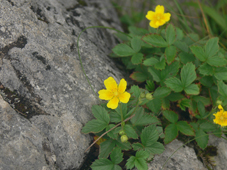 iwakinnbai 