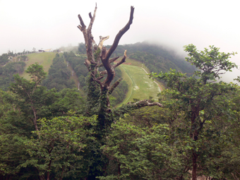 登山道