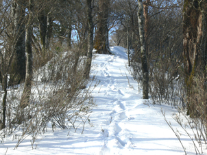 登山道