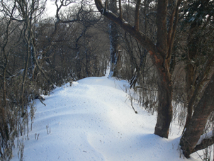 登山道