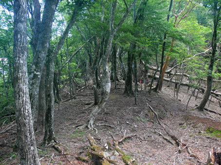 登山道