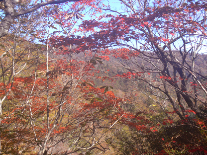紅葉