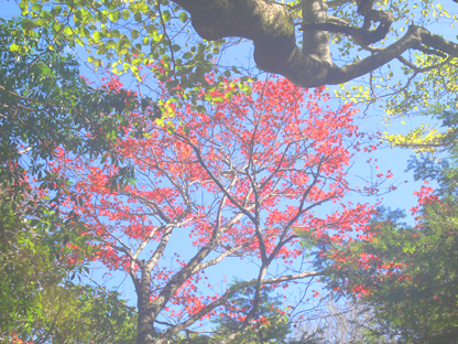 紅葉