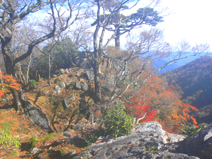 紅葉