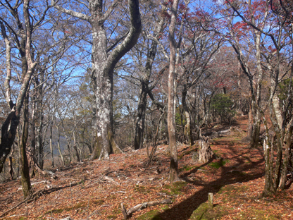 登山道
