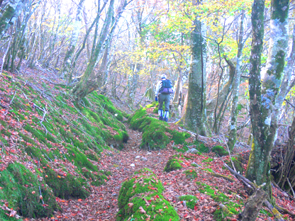 登山道
