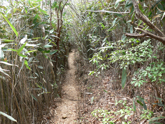 登山道