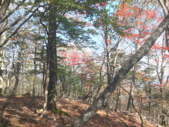 紅葉の尾根