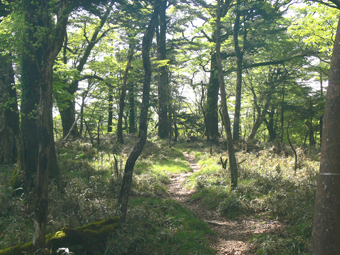 登山道