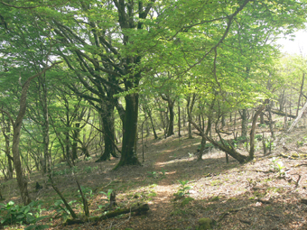 登山道