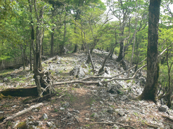 登山道