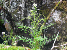 ？花