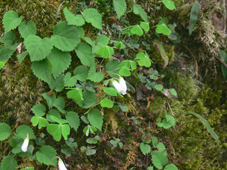 深山カタバミ